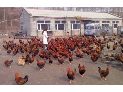 山林地散养跑地鸡